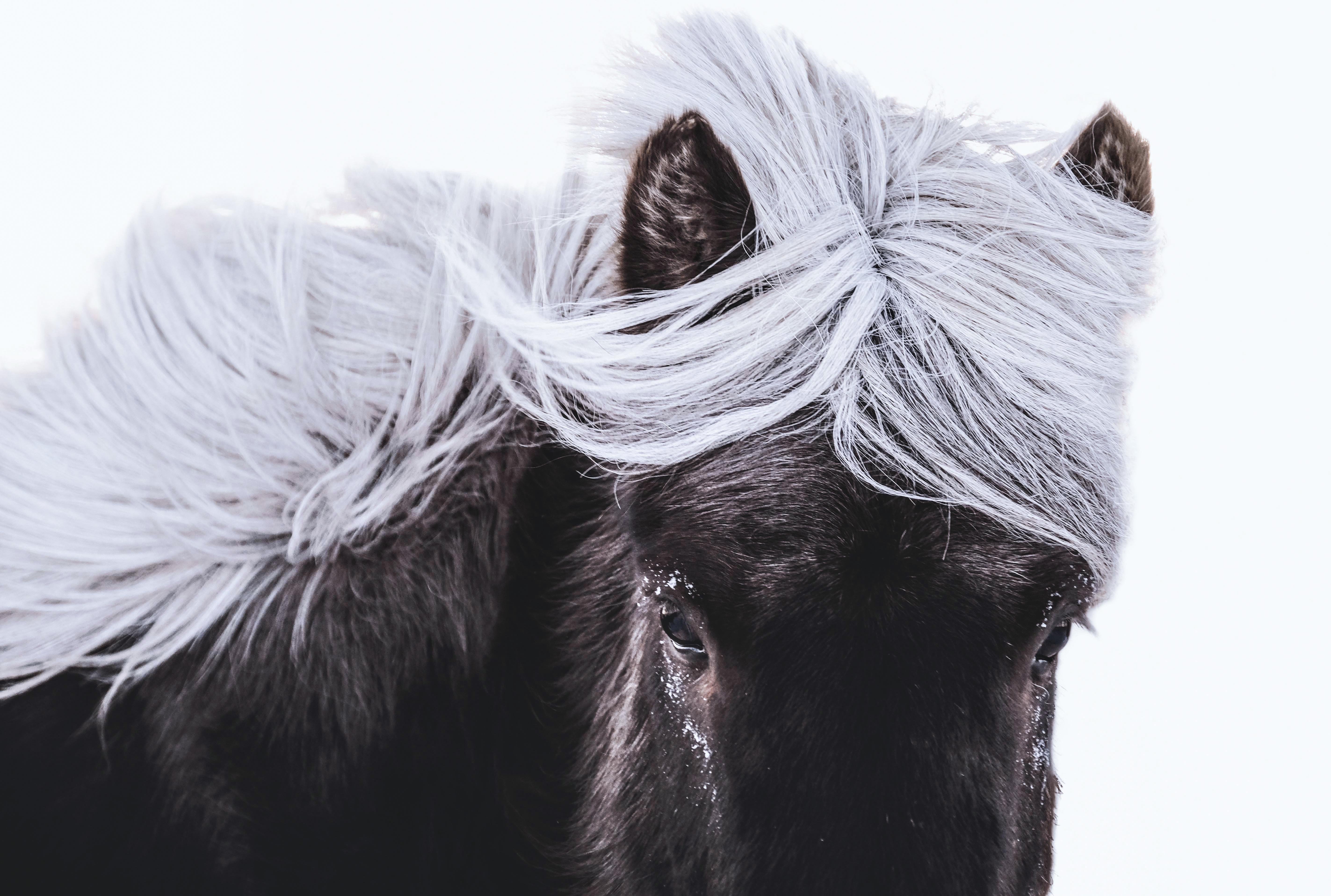 Givre et gros sabots